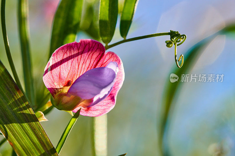 西班牙紫菜- Lathyrus clymenum